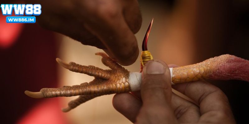 Băng cựa gà trong giai đoạn tập luyện