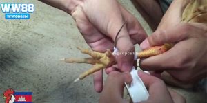 Cách băng cựa gà đá