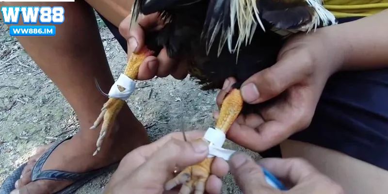 Cách băng cựa gà đá hiệu quả