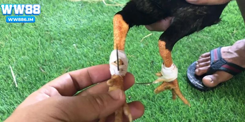 Cần lưu ý khi băng cựa gà đá