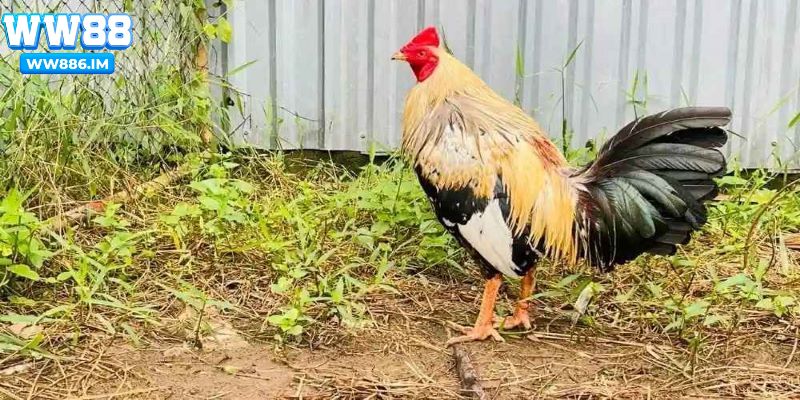 Gà chuối là lựa chọn hàng đầu của dân chơi gà