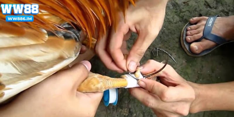 Hiểu khái niệm cách băng cựa gà đá là gì