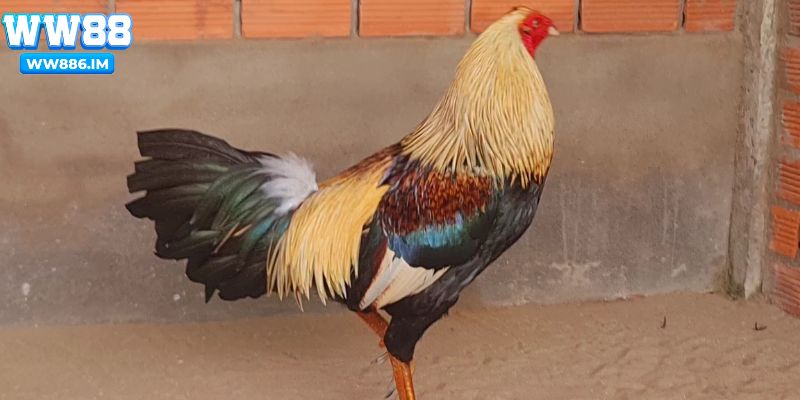 Huấn luyện gà chuối thành thần kê