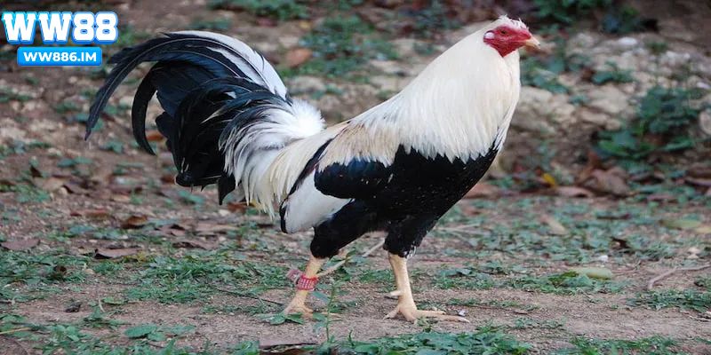 Phân loại gà theo ngũ hành hợp mệnh